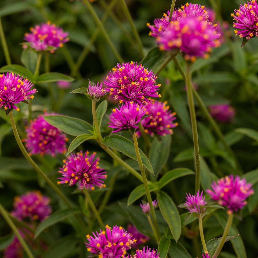 ルクルーゼ オブロングマルミット フラワーレリーフ31 シュガーピンク レア Globe Amaranth | Truffula™ Pink | Proven Winners® Annuals – Proven