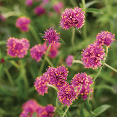 Truffula Pink Truffula Pink Globe Amaranth up close.