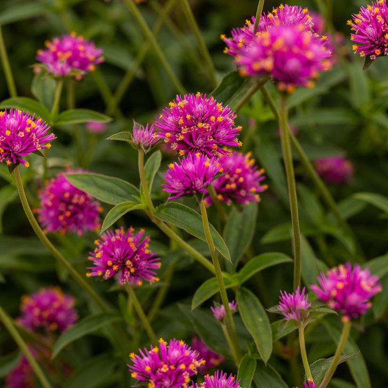 Truffula™ Pink Globe Amaranth (Gomphrena pulchella)