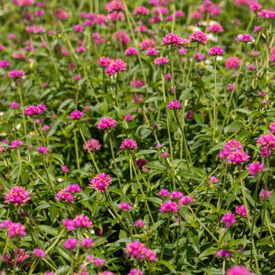 Truffula™ Pink Globe Amaranth (Gomphrena pulchella)