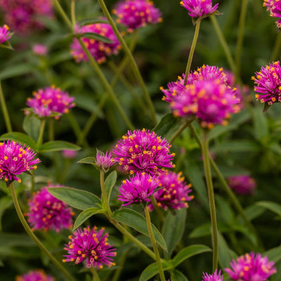 Truffula™ Pink Globe Amaranth (Gomphrena pulchella)