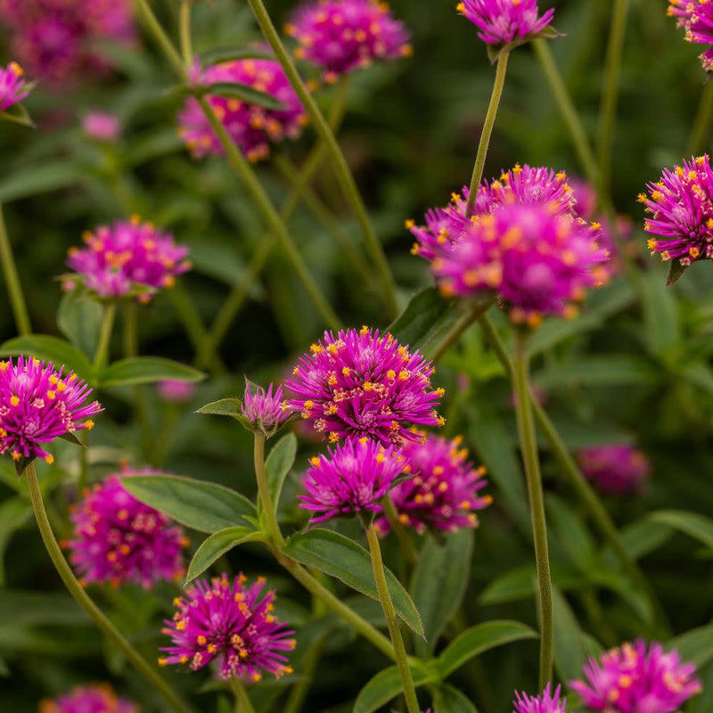 Truffula™ Pink Globe Amaranth (Gomphrena pulchella)