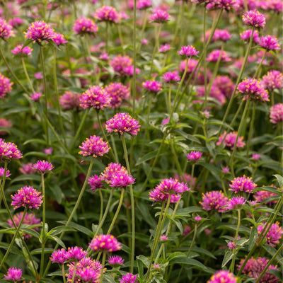 Truffula™ Pink Globe Amaranth (Gomphrena pulchella)