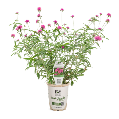 Truffula Pink Truffula Pink Globe Amaranth in container.