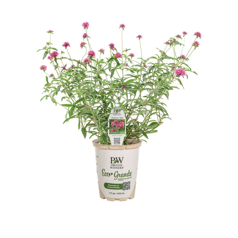 Truffula™ Pink Globe Amaranth (Gomphrena pulchella)