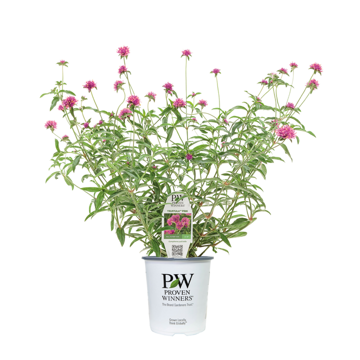 Limited Edition Royale™ | Truffula™ Pink Globe Amaranth (Gomphrena pulchella)