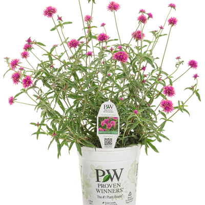 Truffula Pink Globe Amaranth in container.