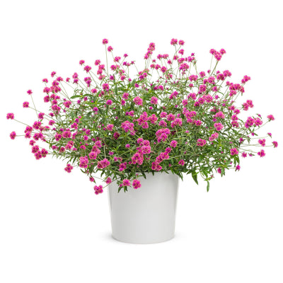 Truffula™ Pink Globe Amaranth (Gomphrena pulchella)