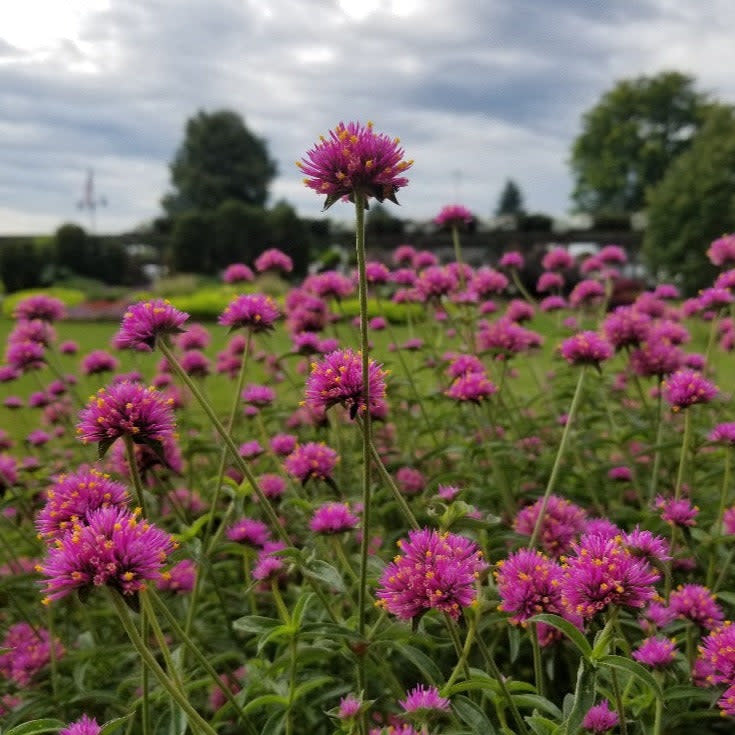 Truffula Pink Globe Amaranth in focus.