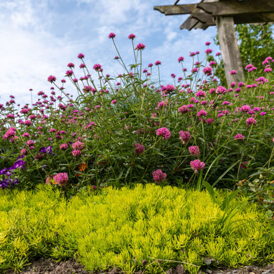 Truffula™ Pink Globe Amaranth (Gomphrena pulchella)