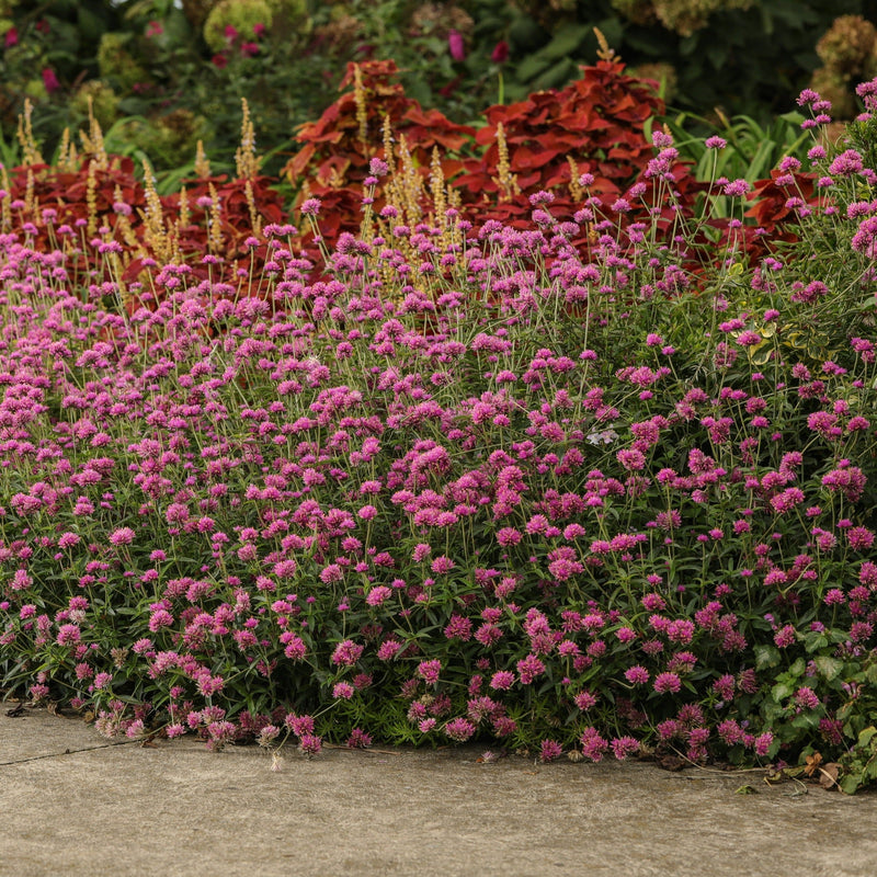 Truffula Pink Globe Amaranth in use.