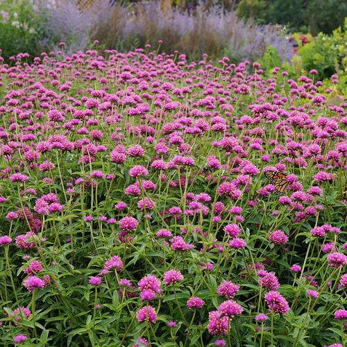 Truffula Pink Globe Amaranth in use.