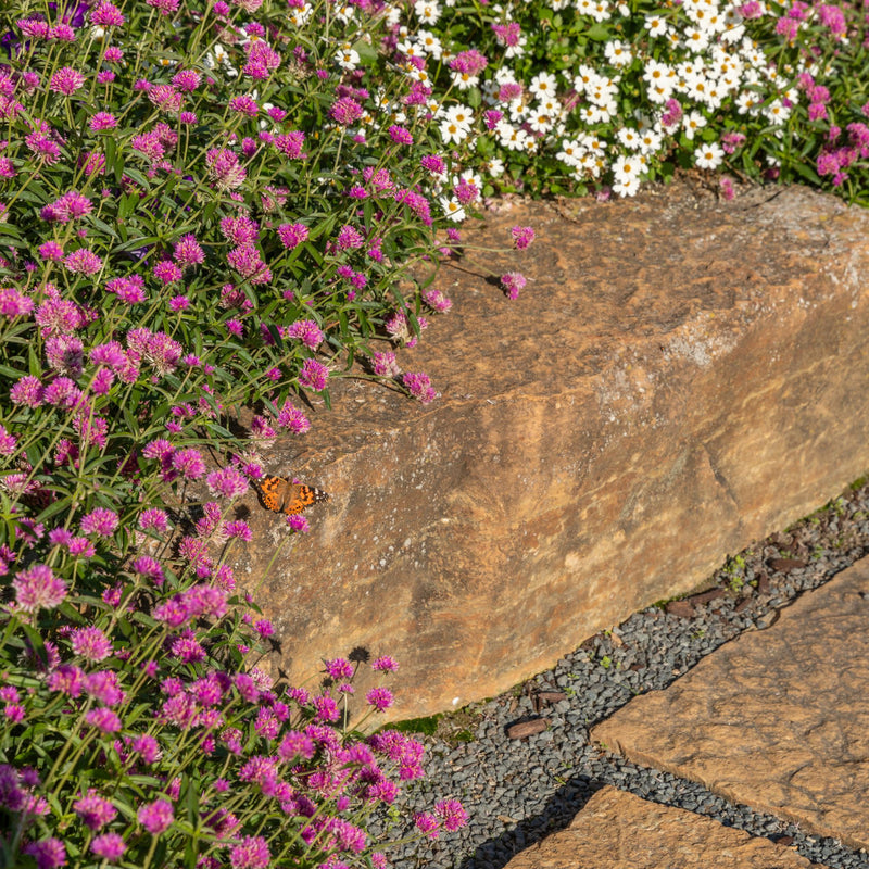 Truffula™ Pink Globe Amaranth (Gomphrena pulchella)