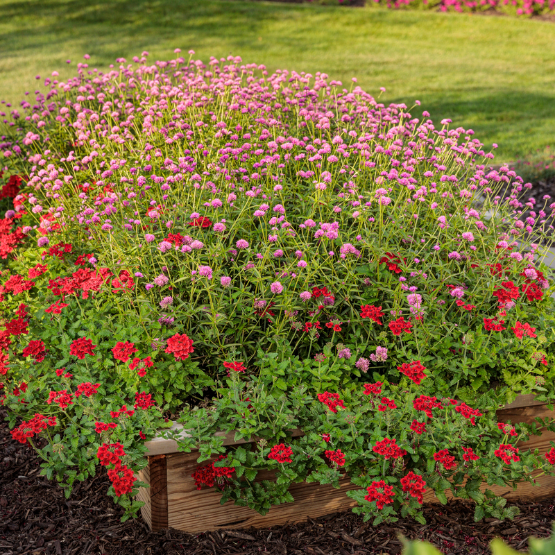 Truffula Pink Globe Amaranth in use.