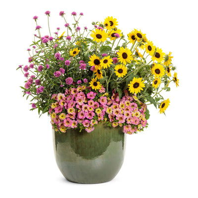 Truffula™ Pink Globe Amaranth (Gomphrena pulchella)