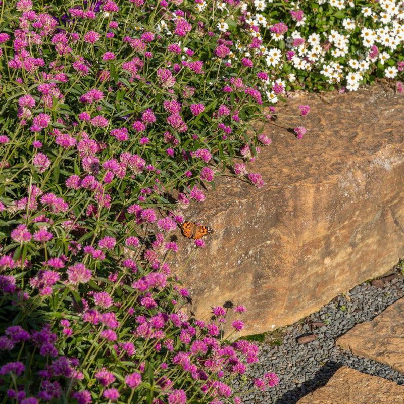 Truffula™ Pink Globe Amaranth (Gomphrena pulchella)