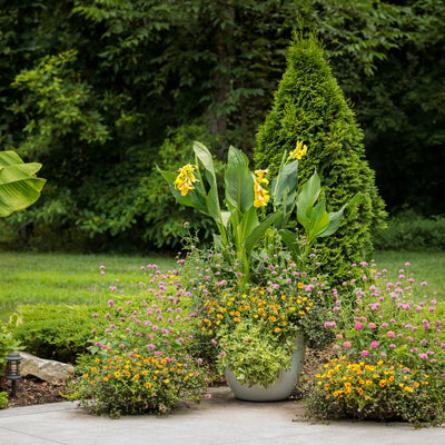 Truffula™ Pink Globe Amaranth (Gomphrena pulchella)
