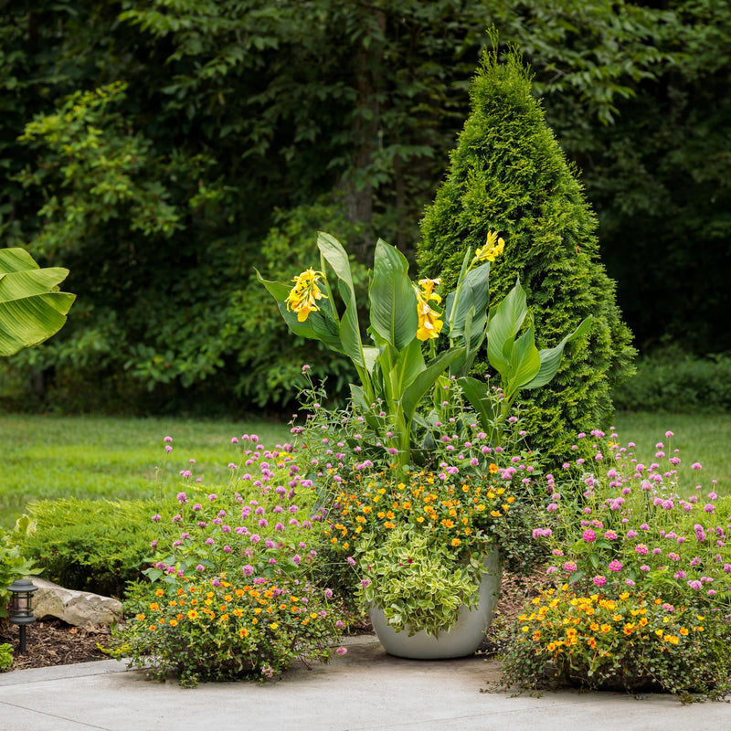 Truffula™ Pink Globe Amaranth (Gomphrena pulchella)
