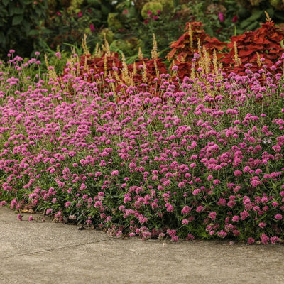 Truffula Pink Globe Amaranth in use.