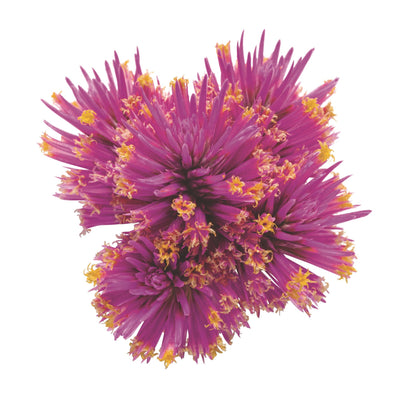 Truffula™ Pink Globe Amaranth (Gomphrena pulchella)