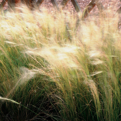 Proven Selections Mexican Feather Grass Mexican Feather Grass up close.