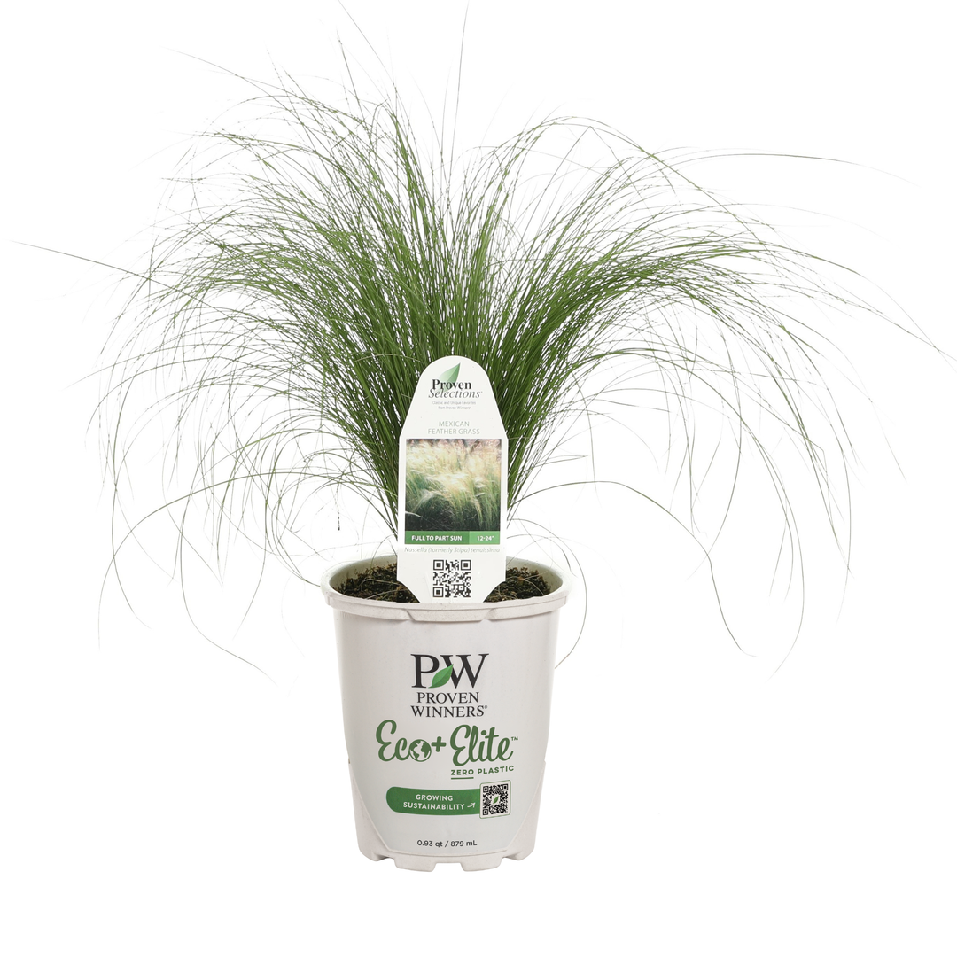 Mexican Feather Grass | Proven Selections® Mexican Feather Grass