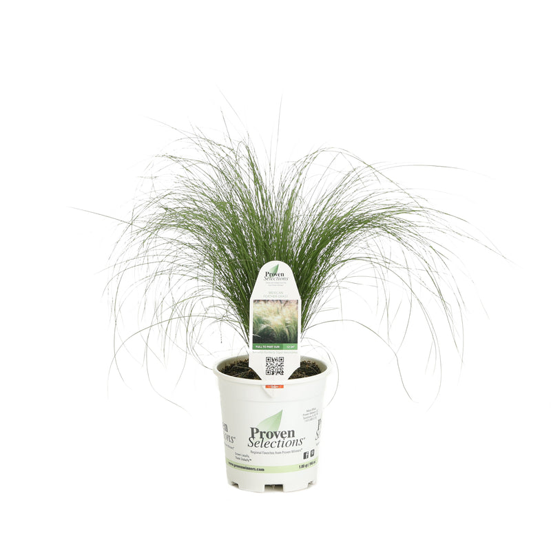 Proven Selections Mexican Feather Grass Mexican Feather Grass in container.