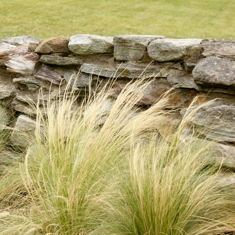 Proven Selections Mexican Feather Grass Mexican Feather Grass in use.