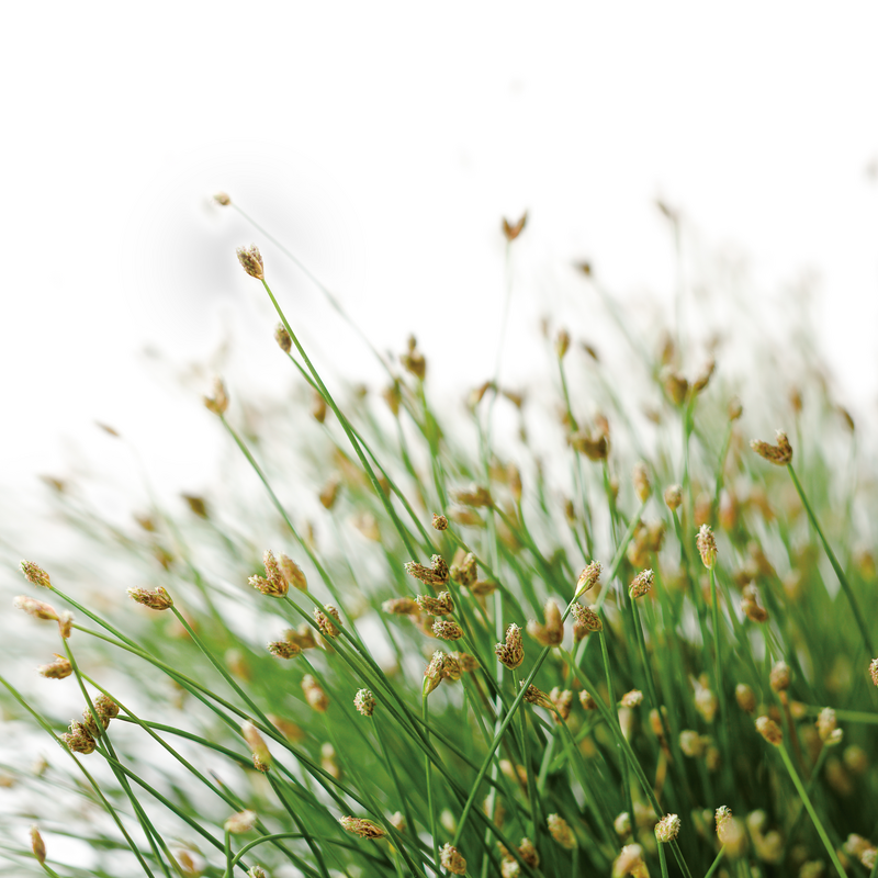 Graceful Grasses Fiber Optic Grass Low Bulrush up close.