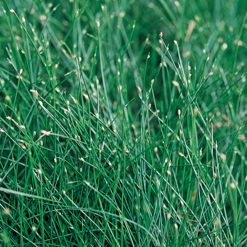 Graceful Grasses Fiber Optic Grass Low Bulrush up close.