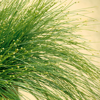 Graceful Grasses Fiber Optic Grass Low Bulrush up close.