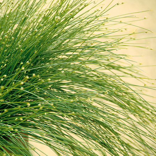 Graceful Grasses® Fiber Optic Grass Low Bulrush (Isolepsis (Scirpus) cernua)