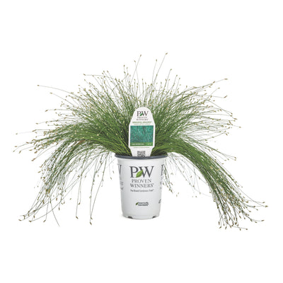 Graceful Grasses® Fiber Optic Grass Low Bulrush (Isolepsis (Scirpus) cernua)