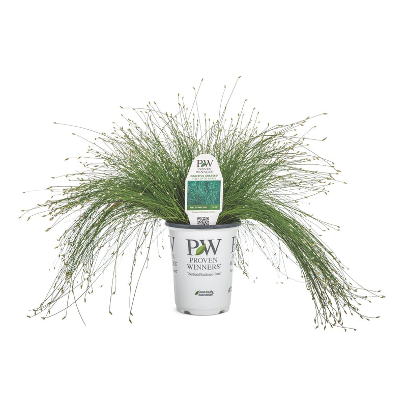 Graceful Grasses® Fiber Optic Grass Low Bulrush (Isolepsis (Scirpus) cernua)