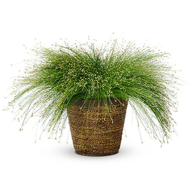 Graceful Grasses® Fiber Optic Grass Low Bulrush (Isolepsis (Scirpus) cernua)