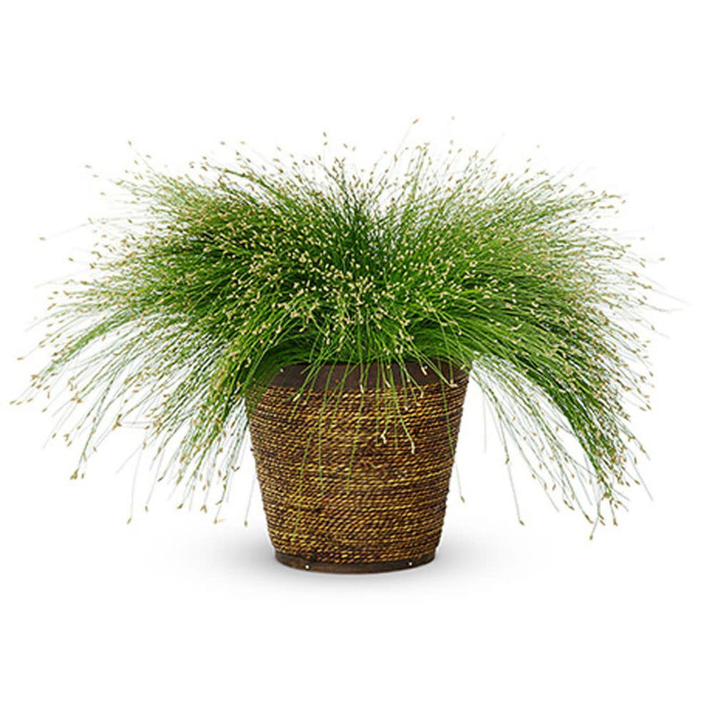 Graceful Grasses® Fiber Optic Grass Low Bulrush (Isolepsis (Scirpus) cernua)