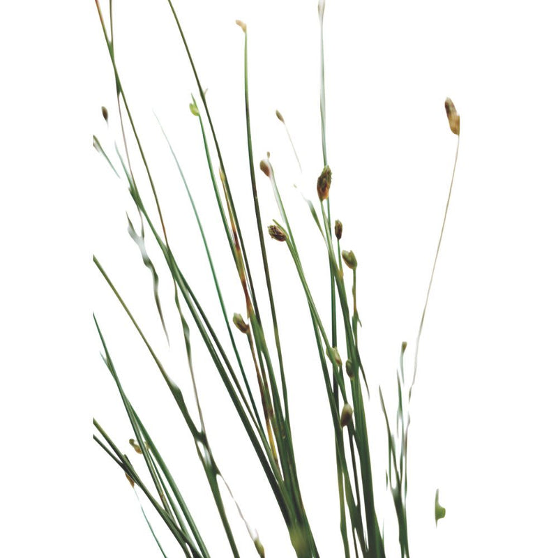 Graceful Grasses® Fiber Optic Grass Low Bulrush (Isolepsis (Scirpus) cernua)