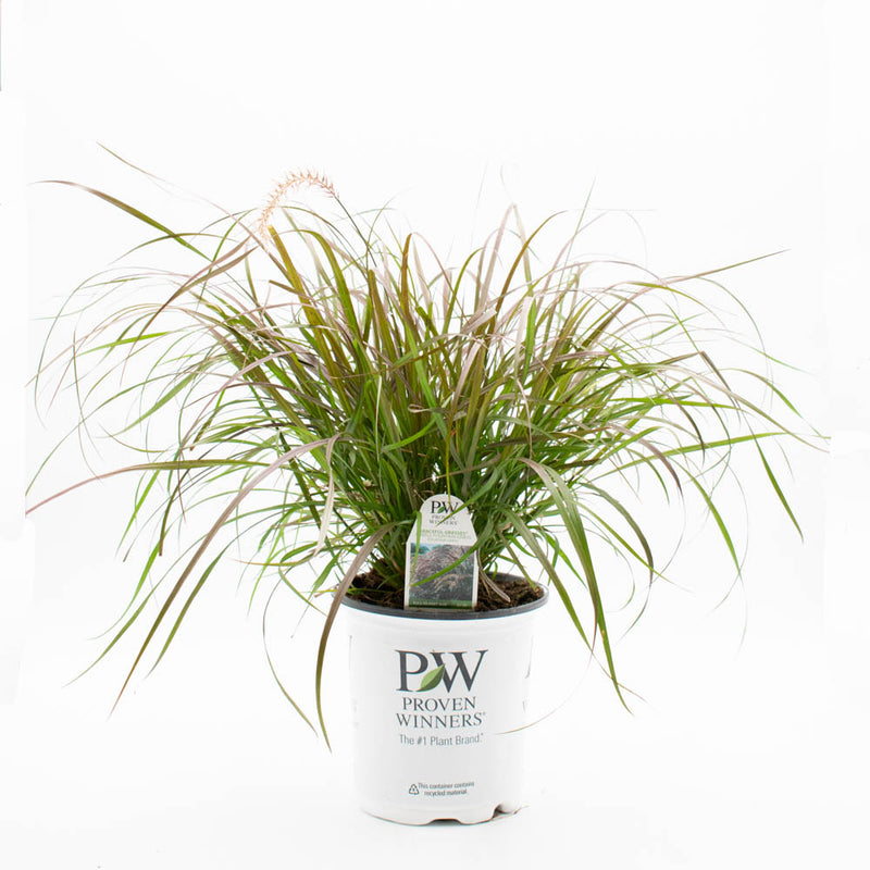 Limited Edition Royale | Graceful Grasses® Purple Fountain Grass (Pennisetum setaceum &