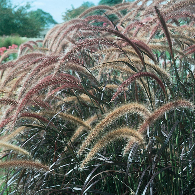 Graceful Grasses Purple Fountain Grass Purple Fountain Grass in focus.