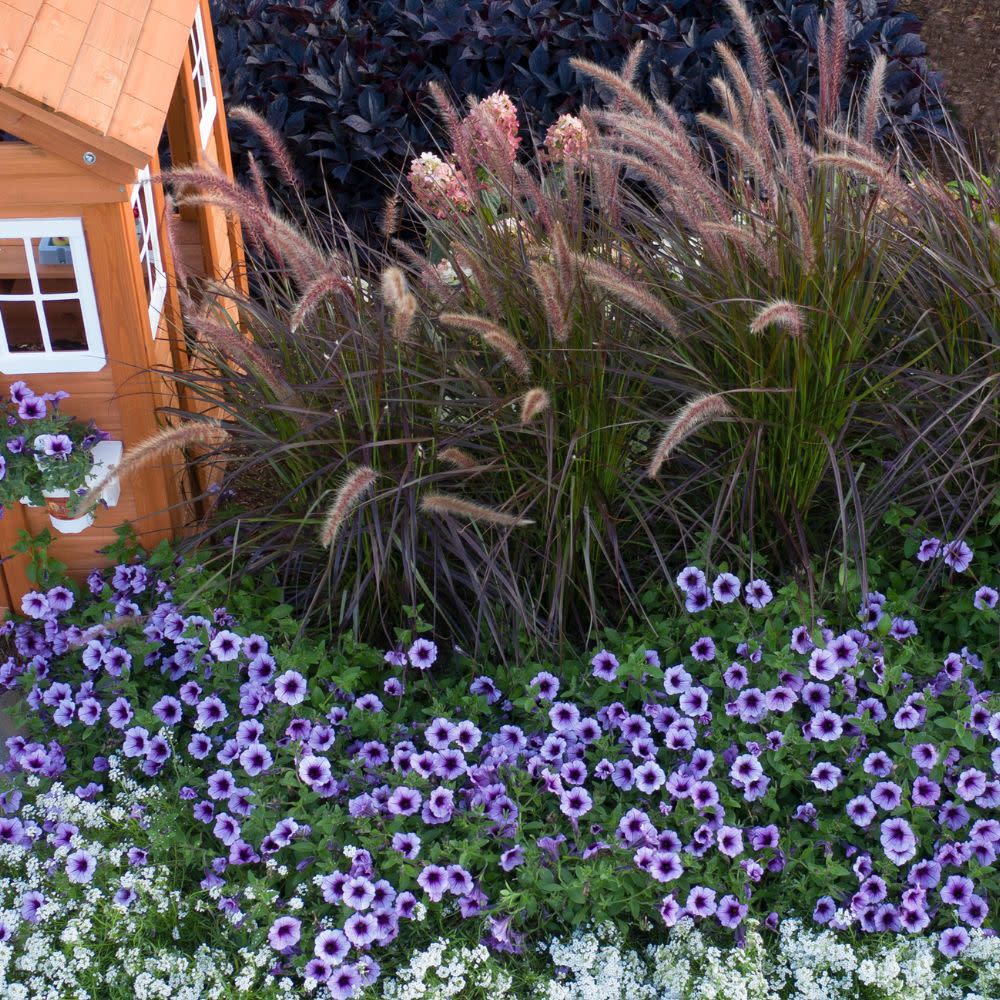 Limited Edition Royale™ | Graceful Grasses® Purple Fountain Grass (Pennisetum setaceum &
