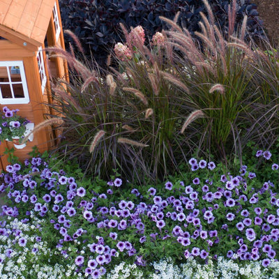 Limited Edition Royale | Graceful Grasses® Purple Fountain Grass (Pennisetum setaceum 'Rubrum')