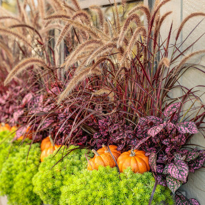 Graceful Grasses Purple Fountain Grass Purple Fountain Grass in use.