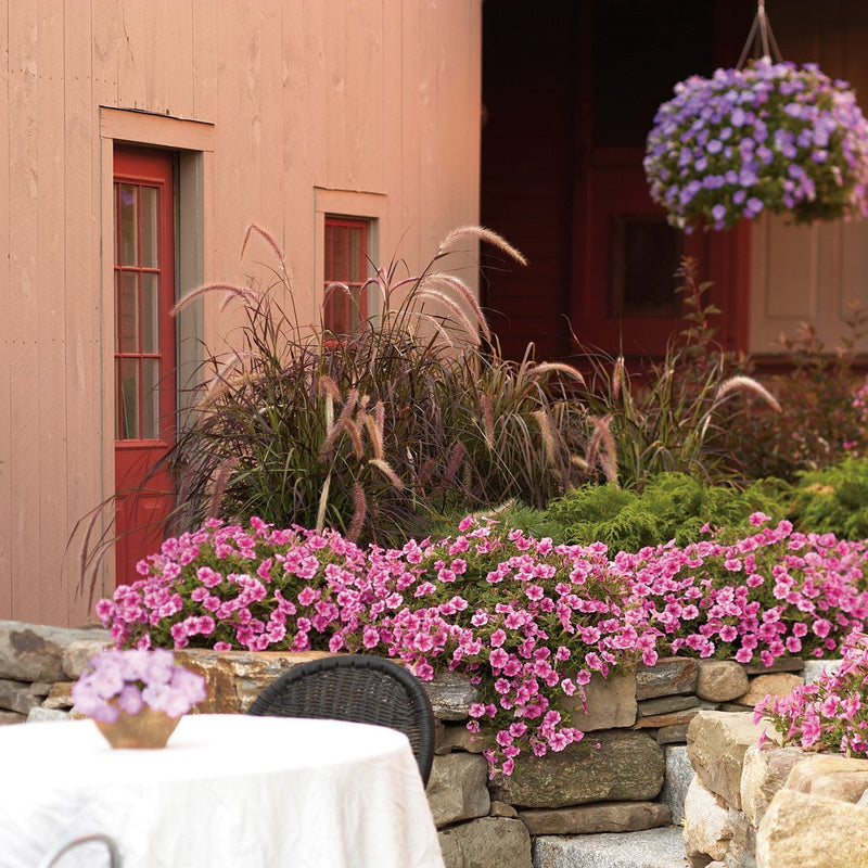 Graceful Grasses Purple Fountain Grass Purple Fountain Grass in use.