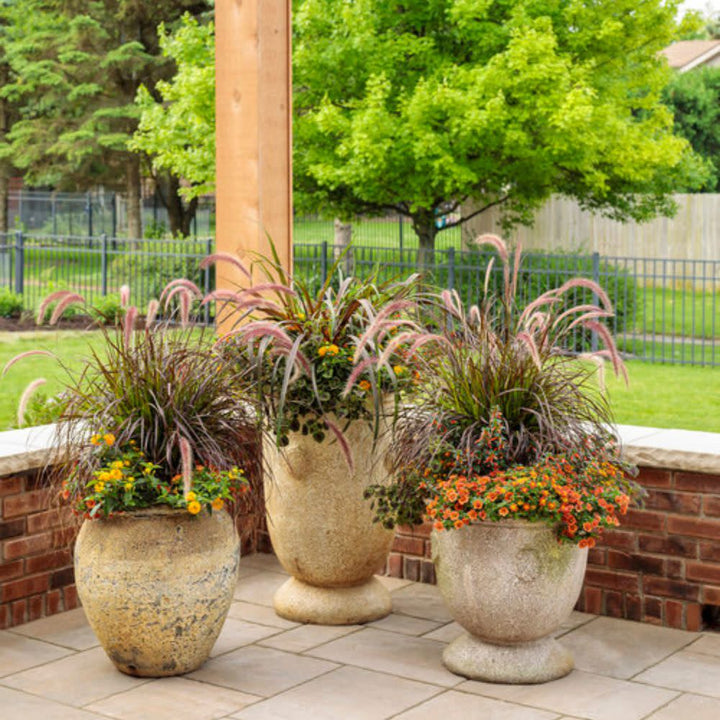 Limited Edition Royale™ | Graceful Grasses® Purple Fountain Grass (Pennisetum setaceum &