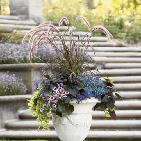 Graceful Grasses Purple Fountain Grass Purple Fountain Grass in use.