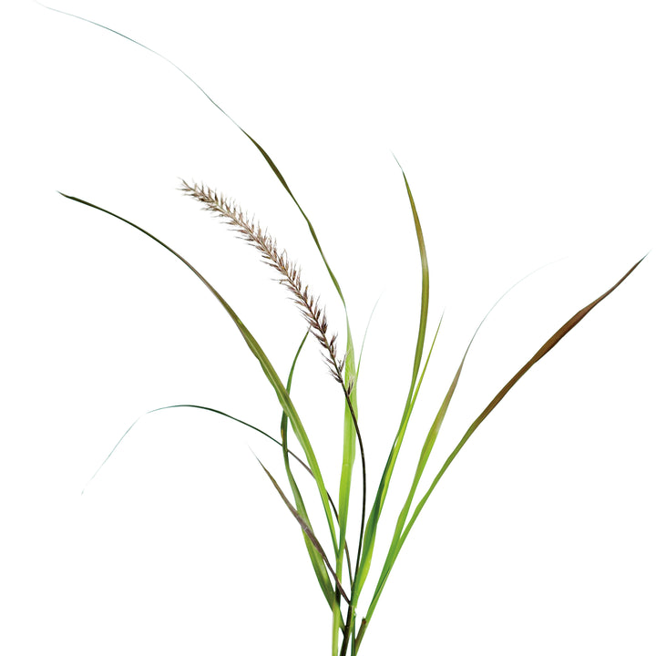 Limited Edition Royale™ | Graceful Grasses® Purple Fountain Grass (Pennisetum setaceum &