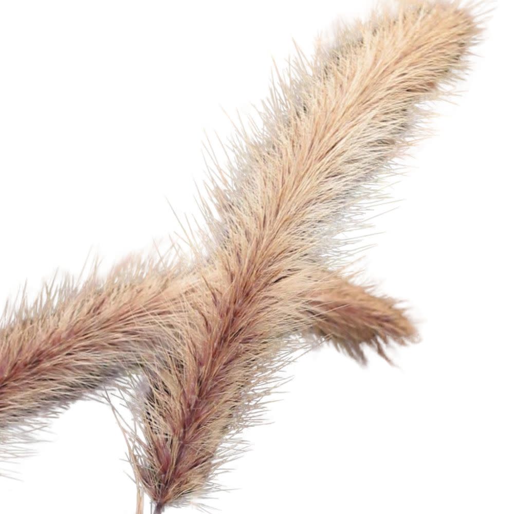 Limited Edition Royale™ | Graceful Grasses® Purple Fountain Grass (Pennisetum setaceum &