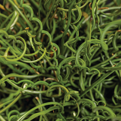 Graceful Grasses Curly Wurly Corkscrew Rush up close.