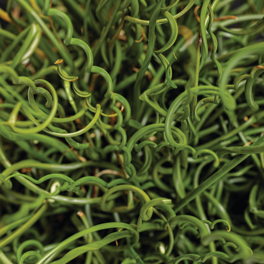 Graceful Grasses® Curly Wurly Corkscrew Rush (Juncus effusus)