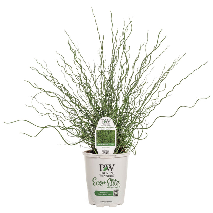 Graceful Grasses® Curly Wurly Corkscrew Rush (Juncus effusus)